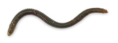22kom - Gumeni Mamac Iron Claw Drop Stuff Crawler 7,5cm WM