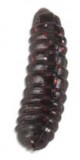 25ks - Gumová Nástraha Iron Trout T-Magg 2,5cm BL