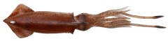 2ks - Gumena Mamac Savage Gear 3D Swim Squid 12,5cm 25gr Brown UV