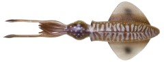 2ks - Gumová Nástraha Savage Gear 3D Swim Squid 18cm 32g Cuttlefish