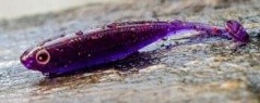 5ks - Kopyto Sharpfishes Glossy Killer 7,5cm 3gr Lilack
