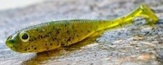 5ks - Kopyto Sharpfishes Glossy Killer 7,5cm 3gr Olive