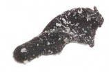 6ks - Gumová Nástraha Iron Trout Turno 2,5cm B