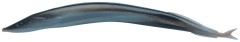 8ks - Gumová nástraha Berkley Gulp! Alive! Sand Eel 13cm Silver Mud