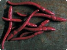 8ks - Imitace Hnojné Žížaly Enterprise 8ks - Imitace Hnojné Žížaly Enterprise