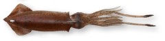 Gumena Mamac Savage Gear 3D Swim Squid 18cm 50gr Smeđa UV