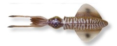 Gumena Mamac Savage Gear 3D Swim Squid 25cm 86gr Lignja