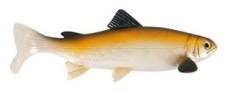 Gumeni Mamac Uni Cat Trout 20cm 105gr BT