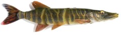Gumová Nástraha Savage Gear 4D Line Thru Pike 25cm 110gr Striped Pike