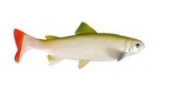 Gumová Nástraha Uni Cat Trout 15cm GT