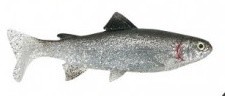 Gumová Nástraha Uni Cat Trout 20cm 105gr BG