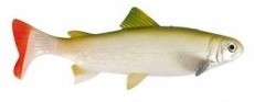 Gumová Nástraha Uni Cat Trout 20cm 105gr GT