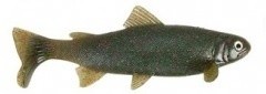 Gumová Nástraha Uni Cat Trout 20cm 105gr LM