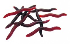 Imitace Žížaly JSA Fish 15ks Imitace Žížaly JSA Fish 15ks