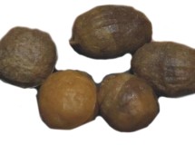 Imitácia Enterprise Partiklu Tigrí Orech Imitácia Enterprise Partiklu Tigrí Orech