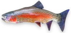 Jastučić BeCare Pstrug Duga 52cm Jastučić BeCare Pstrug Duga 52cm