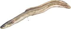 Jastučić Gaby Jegulja Rijeka 115cm