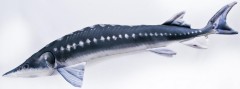 Jastuk Gaby Jesetra 120cm
