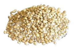 Konopno sjeme Chytil