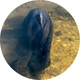 Náhradná Sieťka Nash Air Force Landing Net Spare Mesh