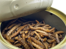 Nástraha v Nálevu LK Baits Natur Canned 35gr Mealworms