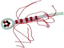 Pamukasti špunt JSA Fish vel. S Pamukasti špunt JSA Fish vel. S