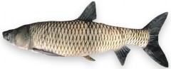 Vankúš BeCare Amur Veľkosť XL Vankúš BeCare Amur Veľkosť XL