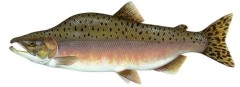 Vankúš BeCare Losos 62cm Vankúš BeCare Losos 62cm