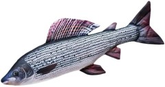 Vankúš Gaby Lipan 65cm