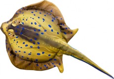 Vankúš Gaby Trnucha Dĺžka 85cm