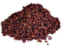 Vařená Řepka LK Baits Řepka Vařená 1kg