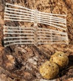 Zastavice Extra Carp Boilie Stopper 16 i 30mm 24kom Zastavice Extra Carp Boilie Stopper 16 i 30mm 24kom