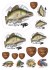 15kom - Naljepnica Giants Fishing Smuđ
