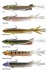 Gumová Nástraha s háčikom Daiwa Prorex V-Marley Pelagic Shad Gumová Nástraha s háčikom Daiwa Prorex V-Marley Pelagic Shad