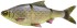Imitace Plotice Savage Gear 3D Line Thru Roach