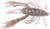 10kom - Gumeni Mamac Berkley Gulp! Saltwater Crabby 6,5cm Peppered Prawn