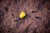 20kom - Umjetni kukuruz Giants Fishing Sweet Corn Floating Yellow