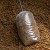 25kom - PVA Vrećice Avid Transfer Solid PVA Bag