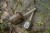 2kom - Cjevčica Matrix Swivel Feeder Stems