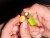 2kom - Gotov Predvez Giants Fishing Ronnie Stiff Rig With Peg