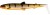 2kom - Gumena Mamac Westin BullTeez 9,5cm 7gr Bling Perch 2kom - Gumena Mamac Westin BullTeez 9,5cm 7gr Bling Perch