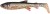 2kom - Gumeni Mamac Savage Gear 3D Whitefish Shad 17.5cm 42g Dirty Silver