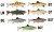 2kom Gumeni mamac Uni Cat Trout 15cm LM