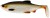 2kom - Gumeni Mamac Westin Ricky The Roach Shadtail 10cm 14g Lively Roach