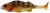 2kom Mamac Westin Original Perch 7cm 4gr T Gold Perch