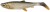 2ks - Gumová Nástraha Savage Gear 3D Herring Shad V2 17,5cm 35g Bream