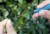 30kom - Prstenovi za pelete Drenan Latex Pellet Bands