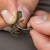 30kom - Stoperi za Udicu Avid Carp Outline FleckTone Super Grip Hook Beads