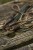 3kom - Gotovi Predvez Fox Edges Camo Heli-Clip Rigs Leadcore 50lb
