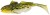 3kom Gumeni mamac Westin Gunnar The Goby 6,5cm 3,5gr Headlight Goby